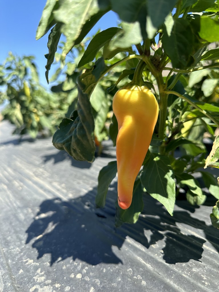 yellow pepper hangs on the plant in dappled sunlight